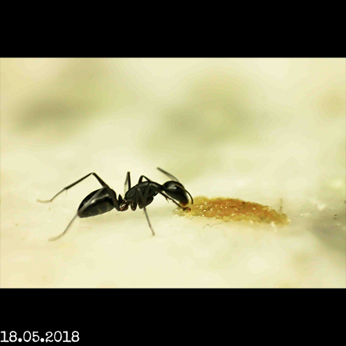 Photo 35