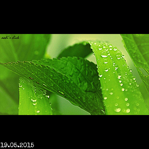 Photo 61